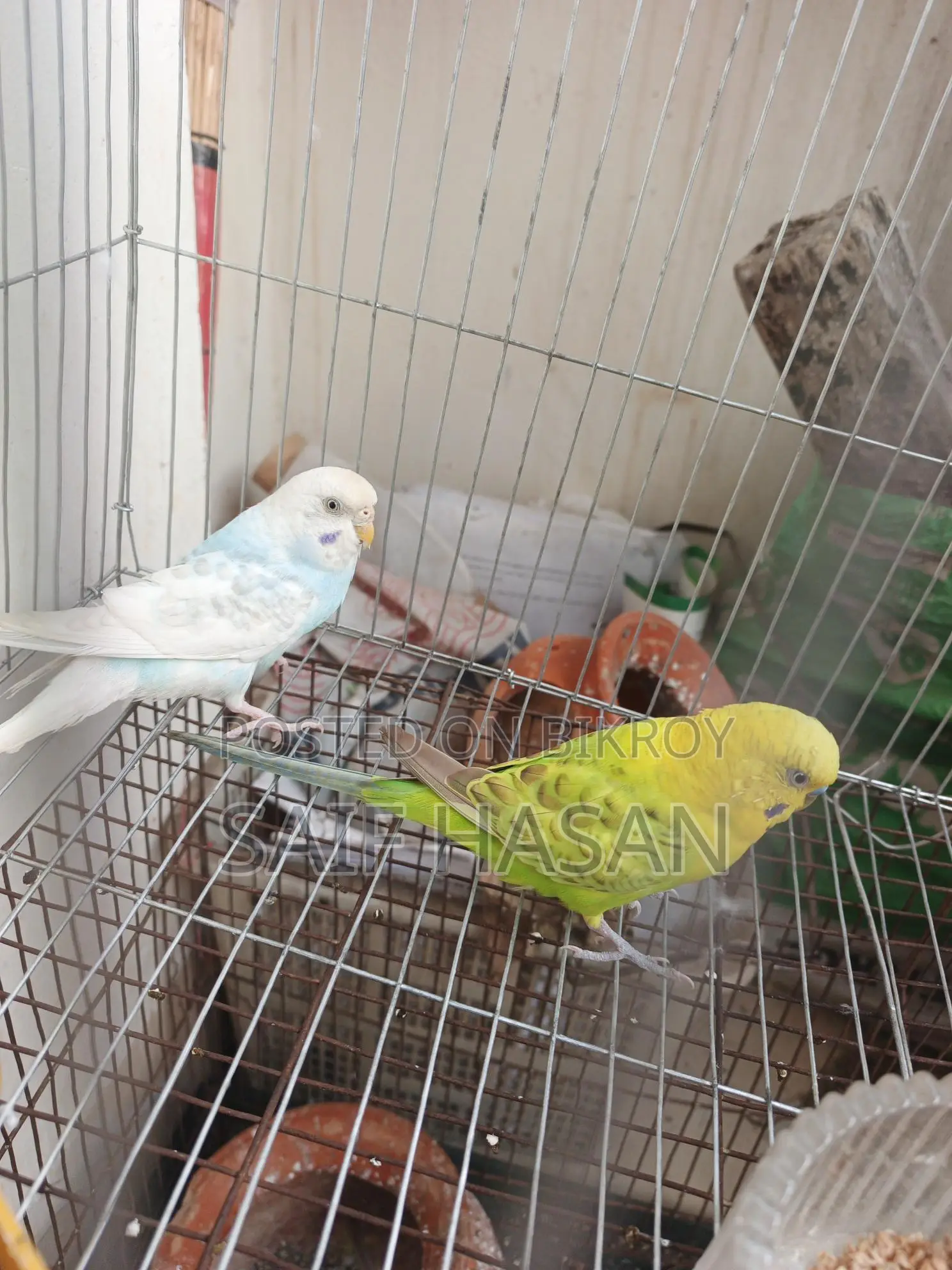Budgie Bird