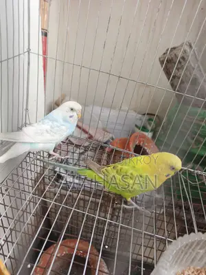 Budgie Bird