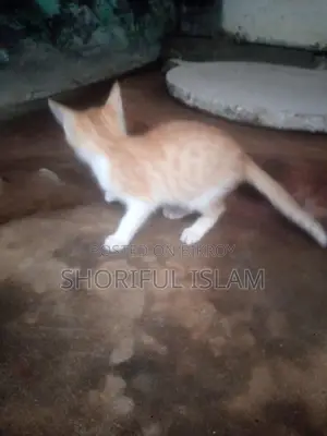 বিড়ালের বাচ্চা