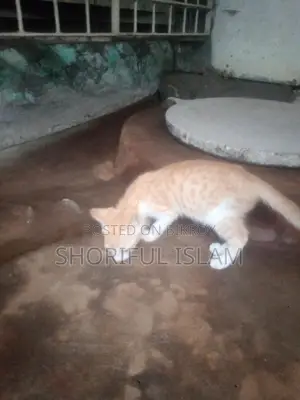 বিড়ালের বাচ্চা