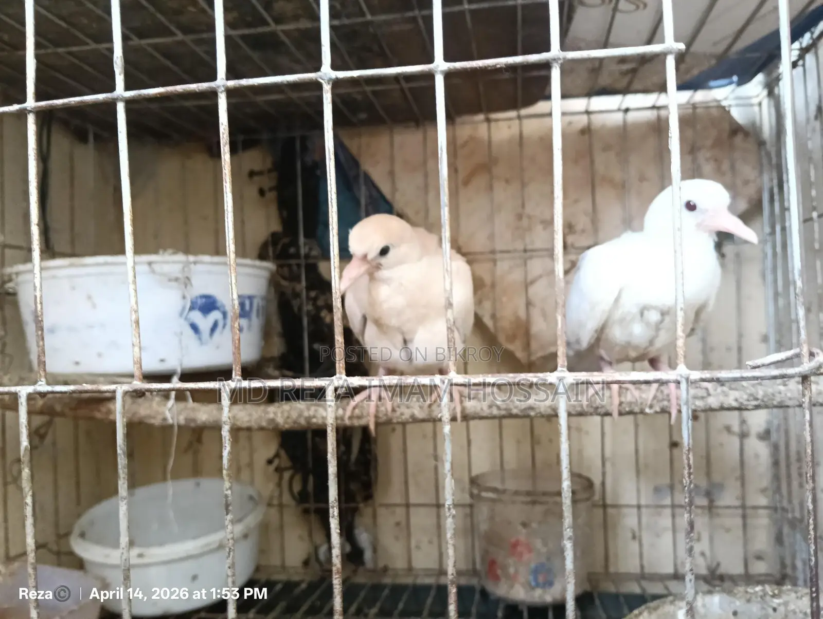 High-Quality Australian Ringneck Dove for Sale