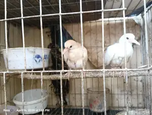 High-Quality Australian Ringneck Dove for Sale