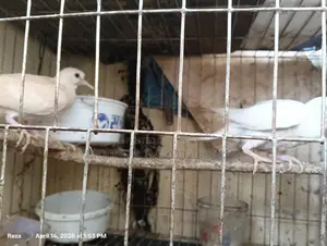 High-Quality Australian Ringneck Dove for Sale