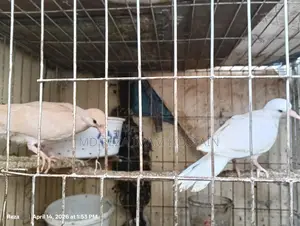 High-Quality Australian Ringneck Dove for Sale