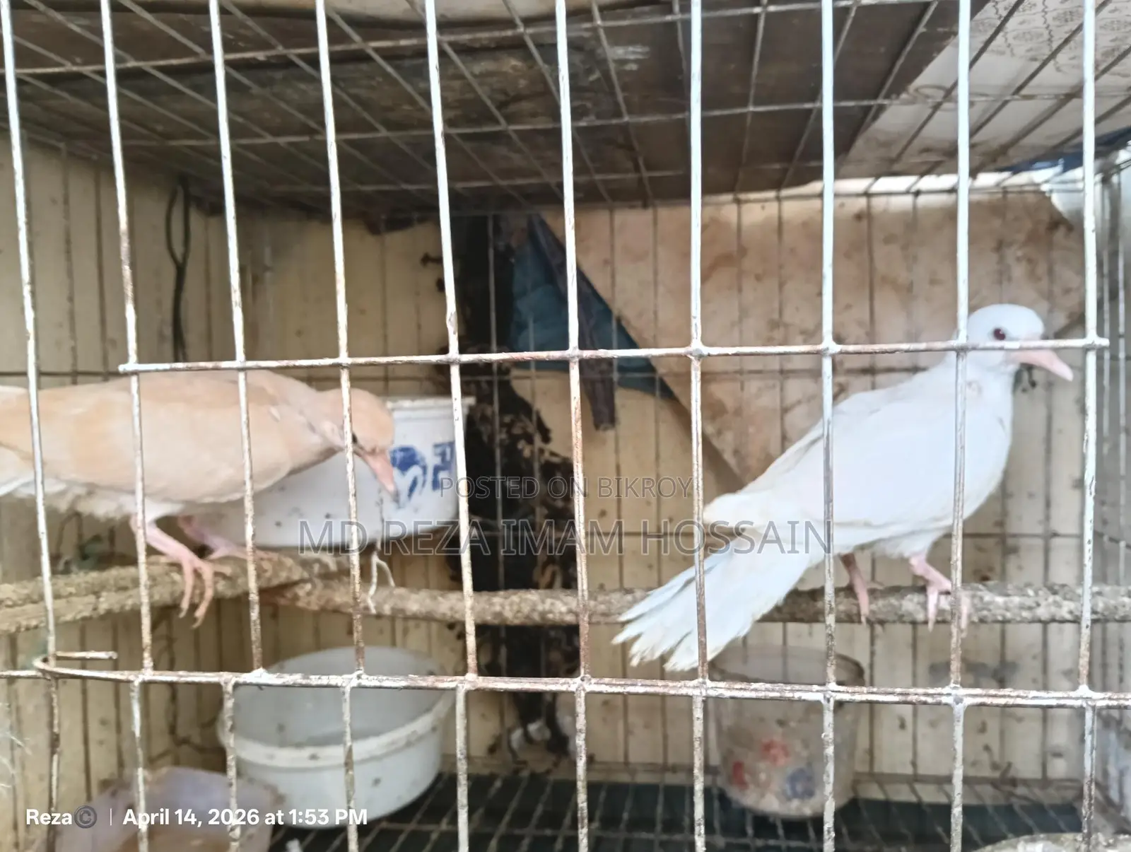 High-Quality Australian Ringneck Dove for Sale