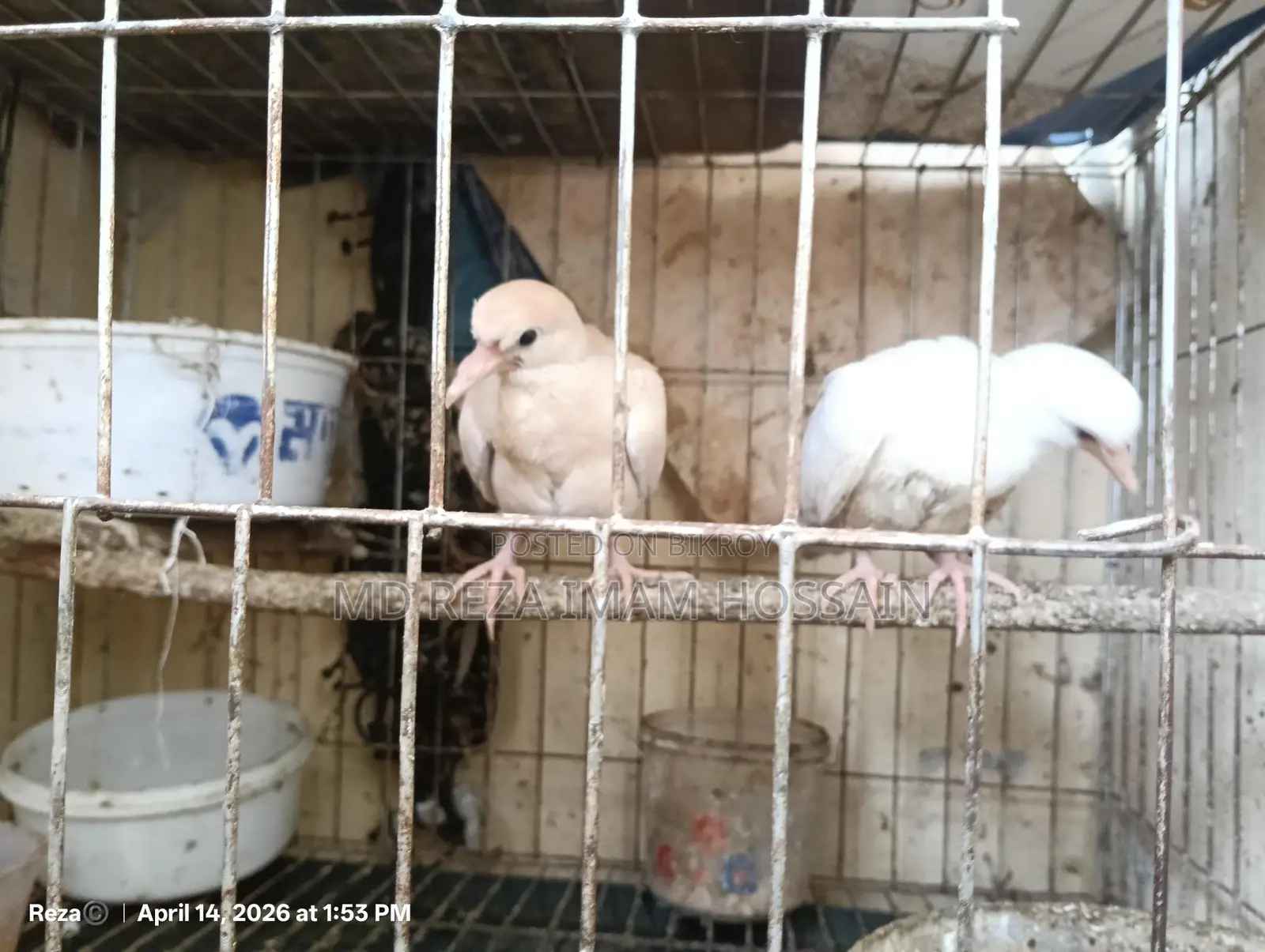 High-Quality Australian Ringneck Dove for Sale