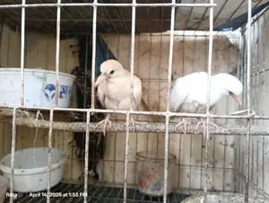 High-Quality Australian Ringneck Dove for Sale