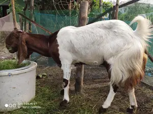 Muti Tota Goat for Sale