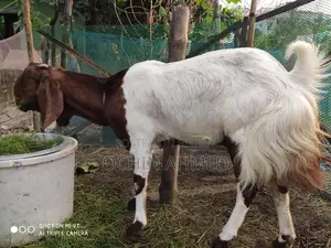 Muti Tota Goat for Sale