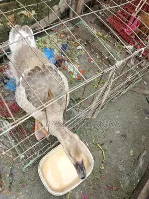 রাজা হাসের বাচ্চা
