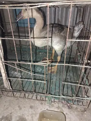 রাজা হাসের বাচ্চা