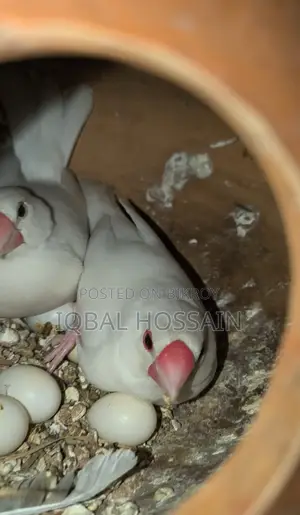 Java bird pair with eggs