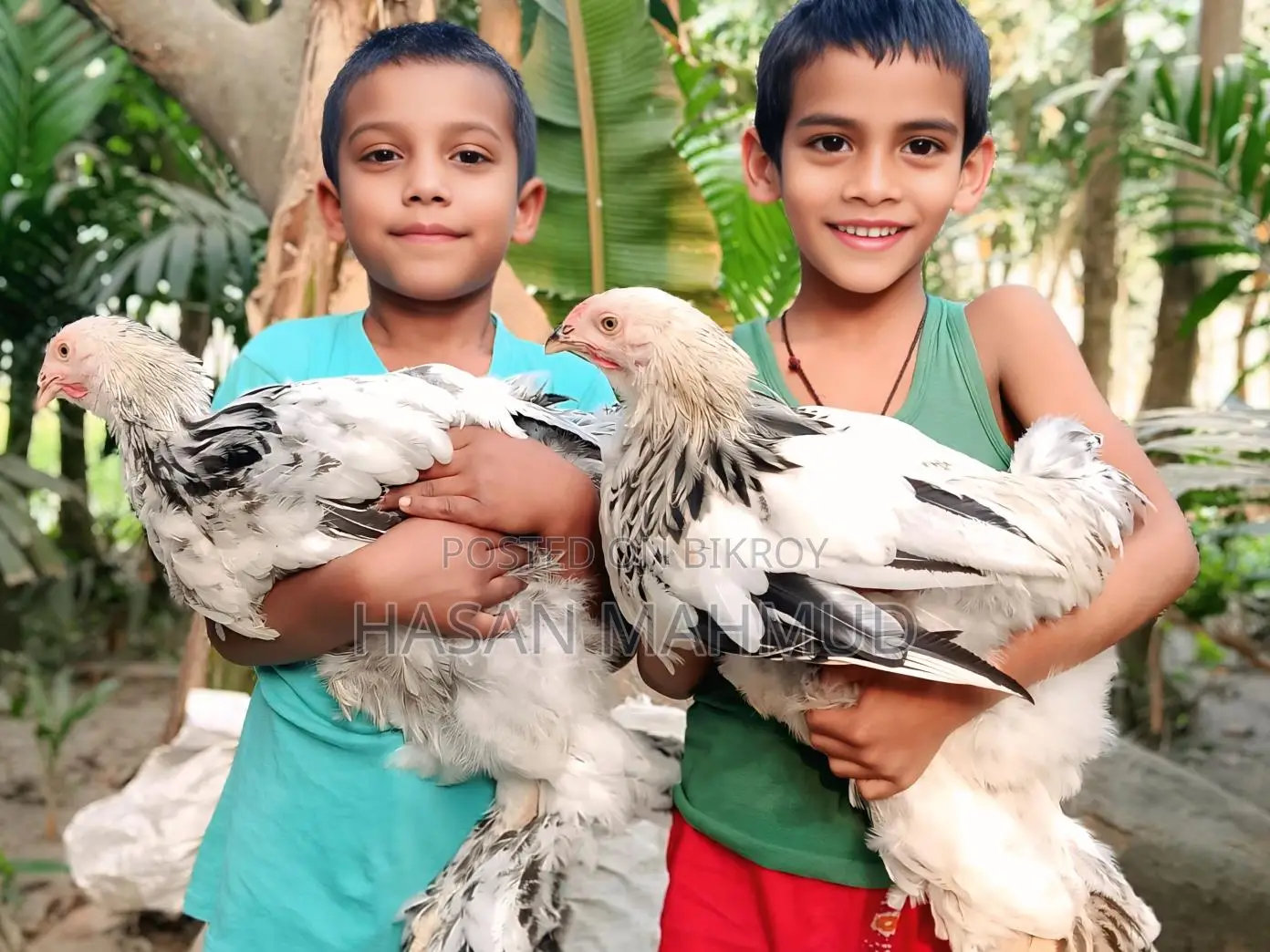 ব্রাহামা মুরগী বিক্রি করবো