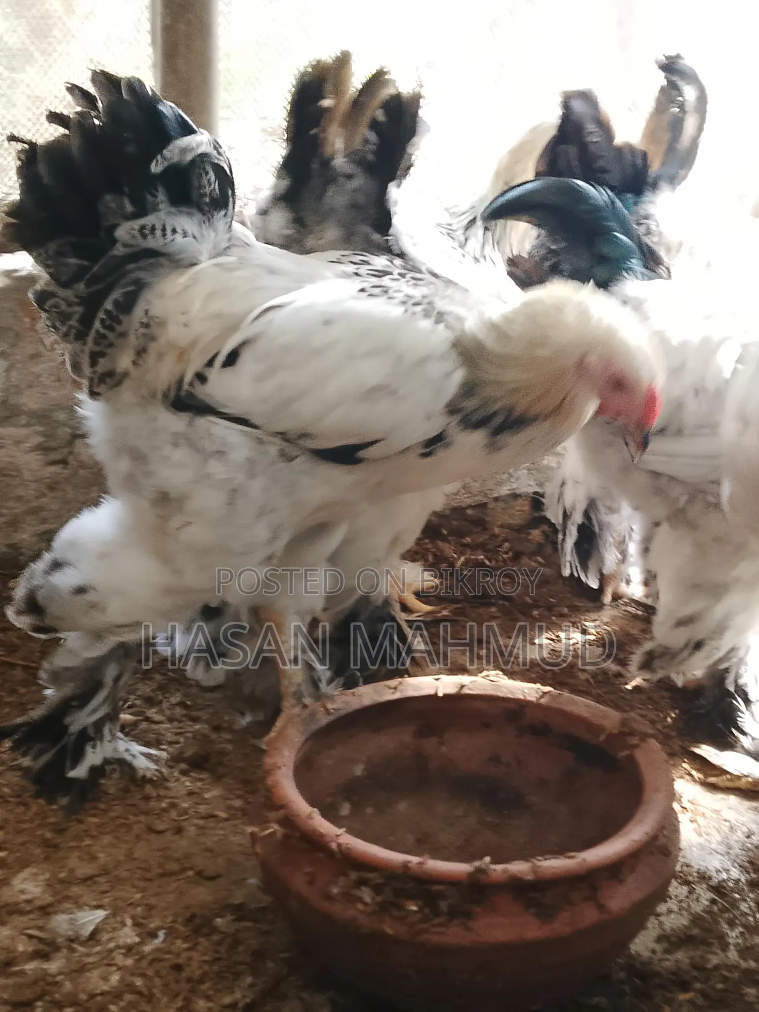ব্রাহামা মুরগী বিক্রি করবো