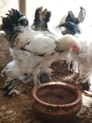 ব্রাহামা মুরগী বিক্রি করবো