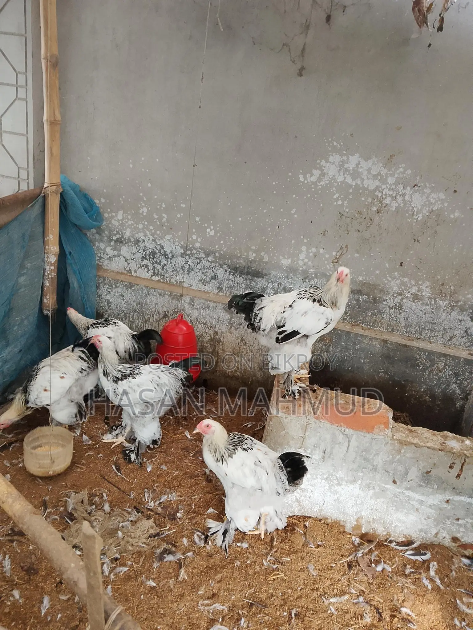ব্রাহামা মুরগী বিক্রি করবো