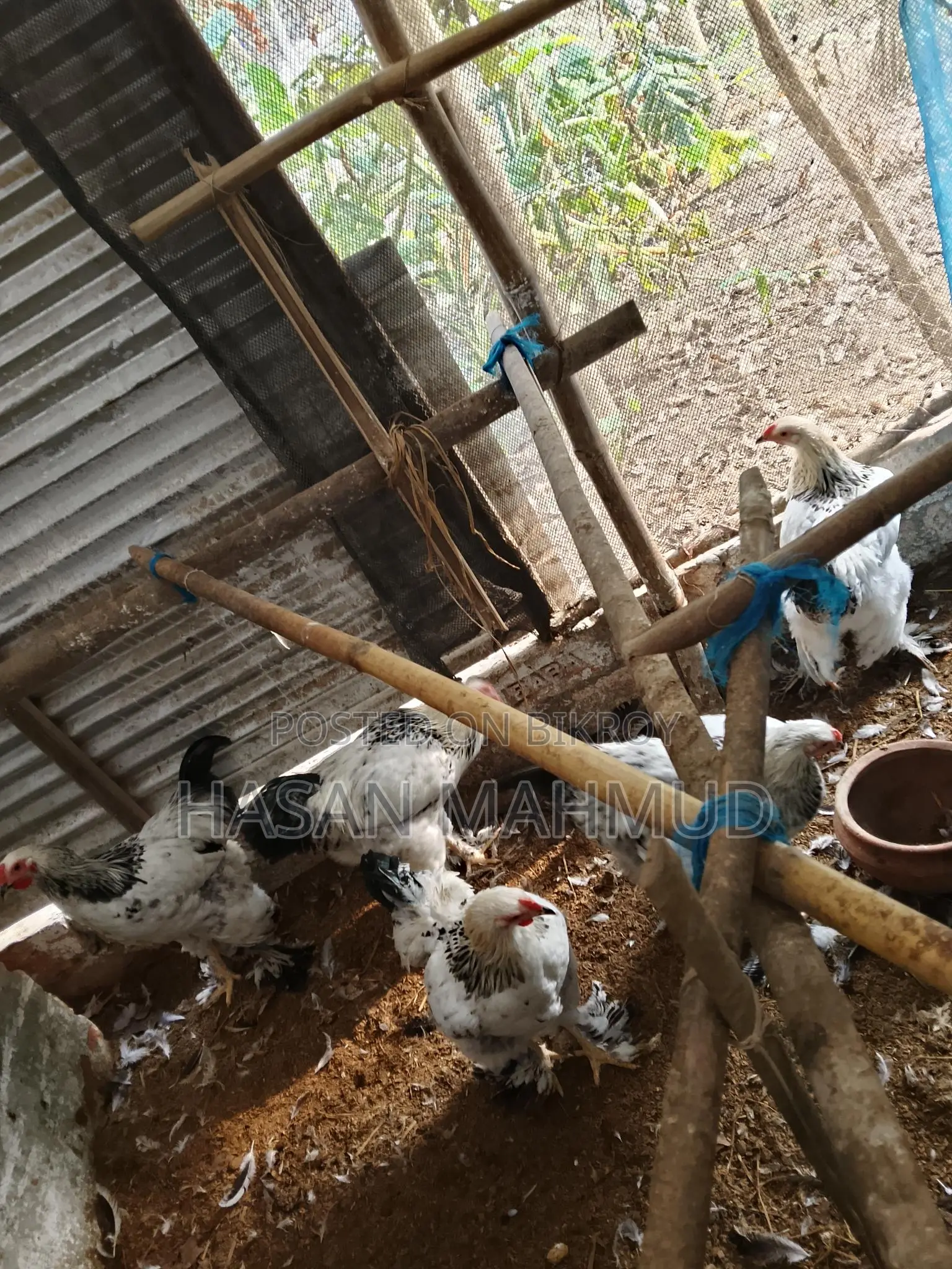 ব্রাহামা মুরগী বিক্রি করবো