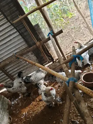 ব্রাহামা মুরগী বিক্রি করবো