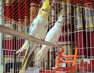 Cocktail Running Pair With Full Setup For Sale