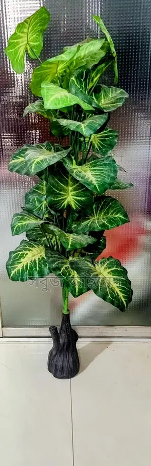 Get the Largest Premium Golden Taro Plant with Pot at a Great Price