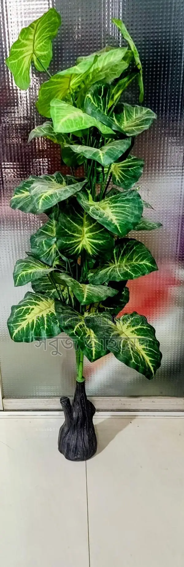 Get the Largest Premium Golden Taro Plant with Pot at a Great Price