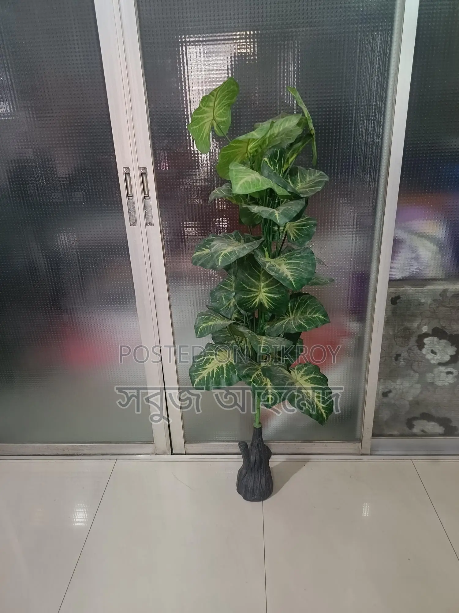 Get the Largest Premium Golden Taro Plant with Pot at a Great Price