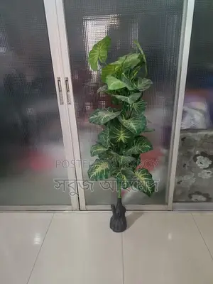 Get the Largest Premium Golden Taro Plant with Pot at a Great Price