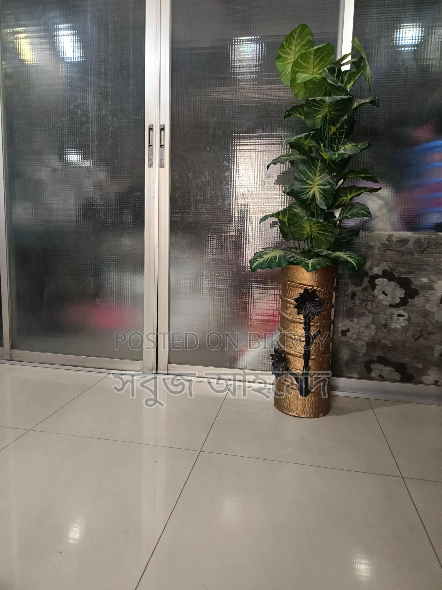 Get the Largest Premium Golden Taro Plant with Pot at a Great Price