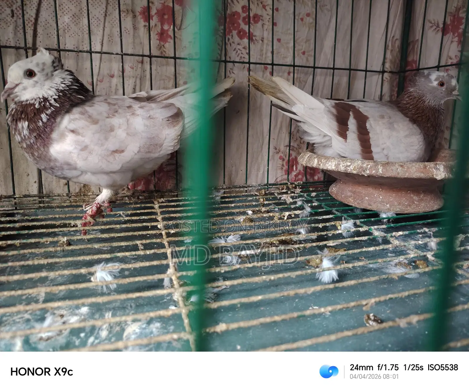 Pigeons