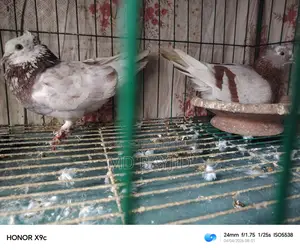Pigeons