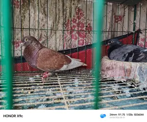 Pigeons