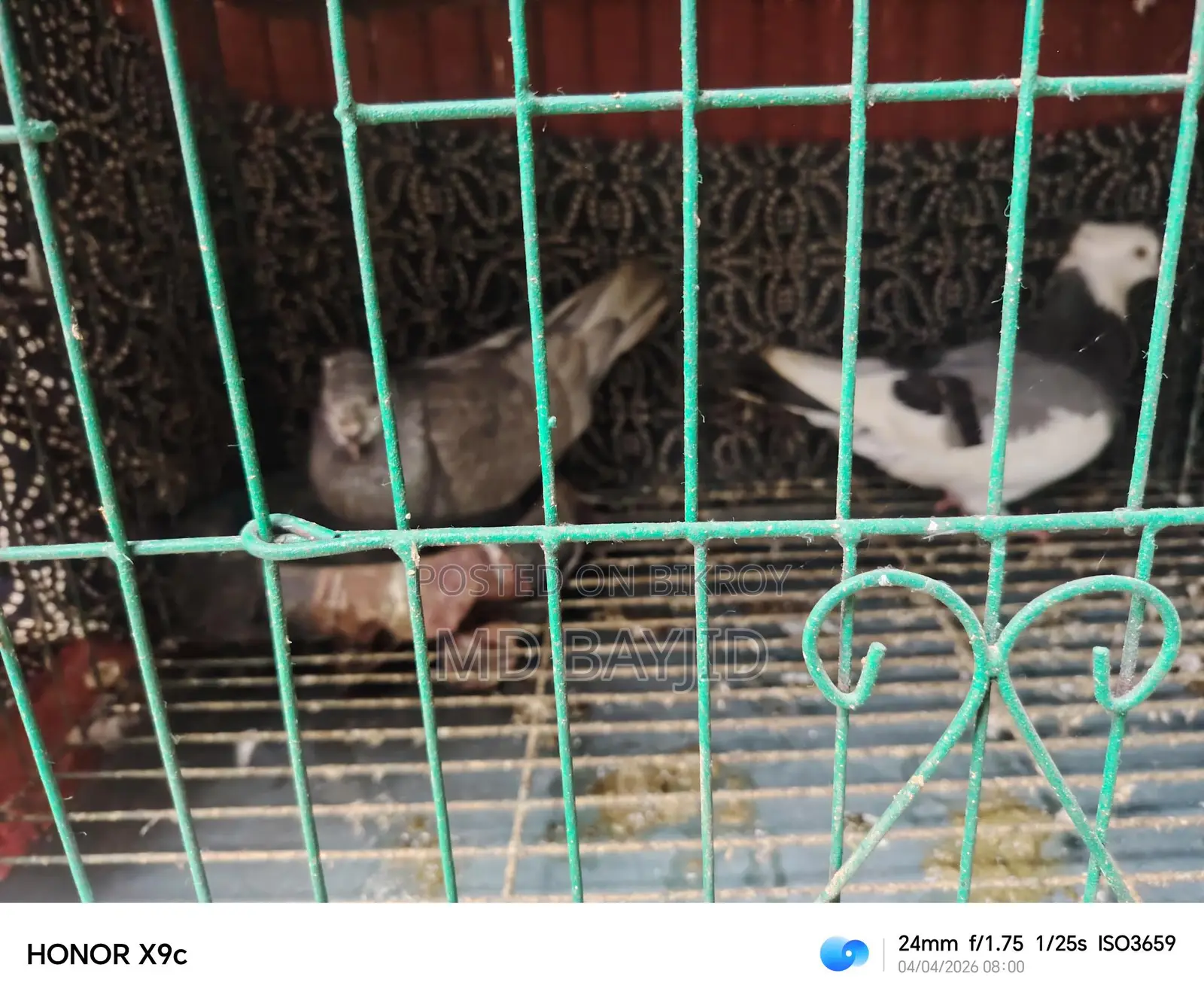 Pigeons
