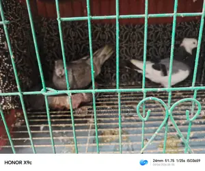Pigeons