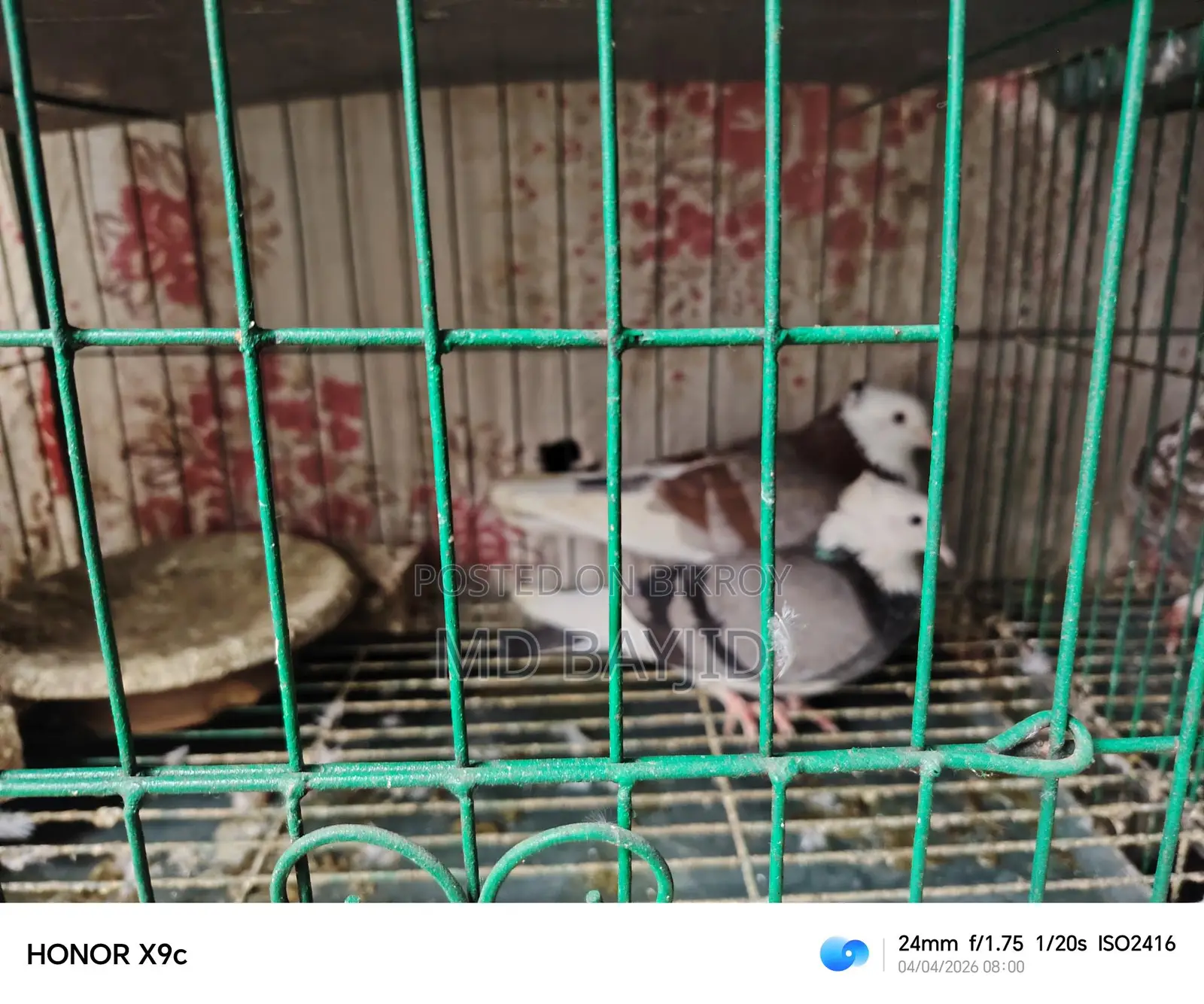 Pigeons