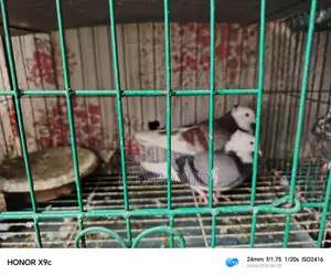 Pigeons