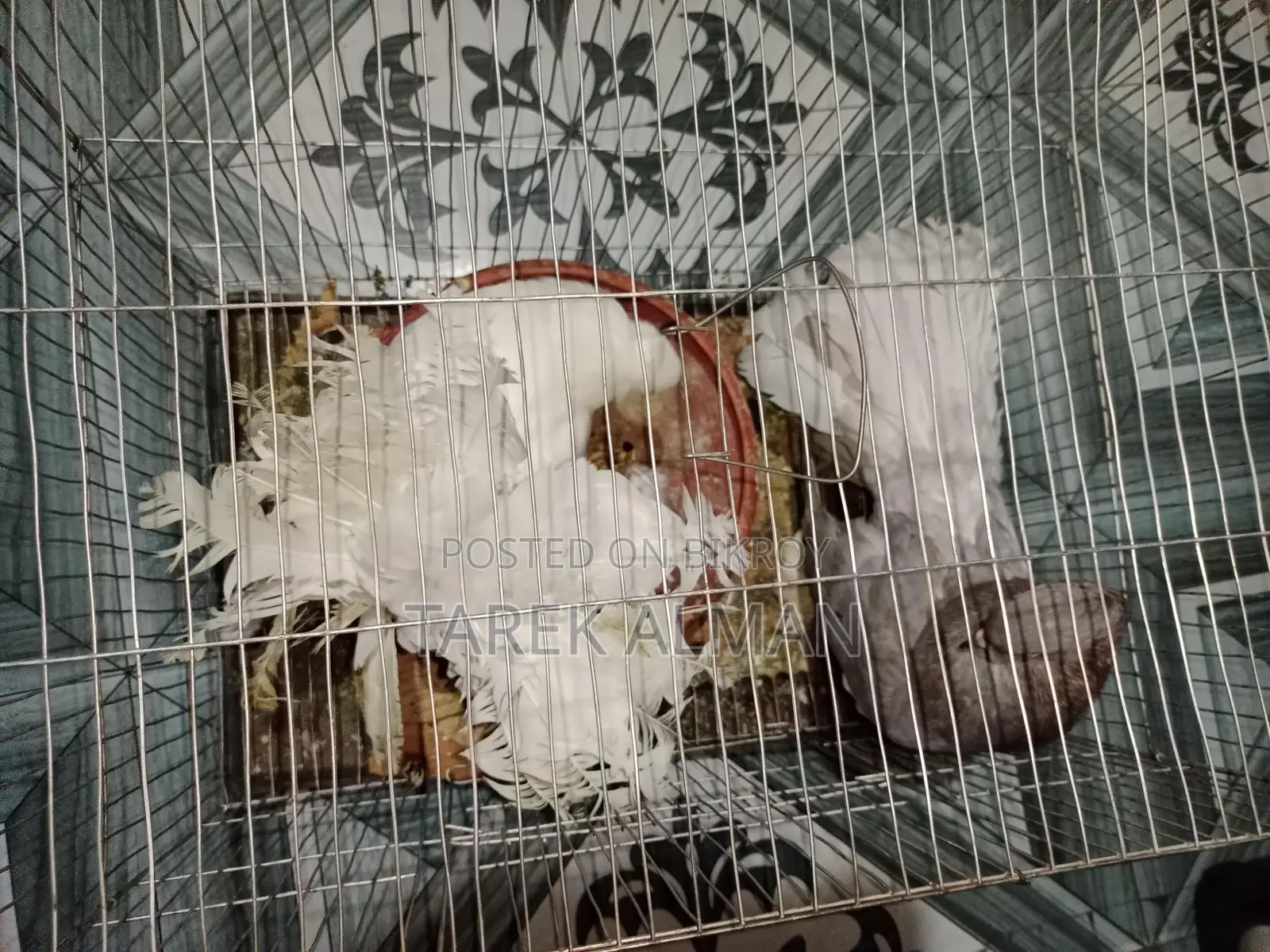 Pigeon / কবুতর