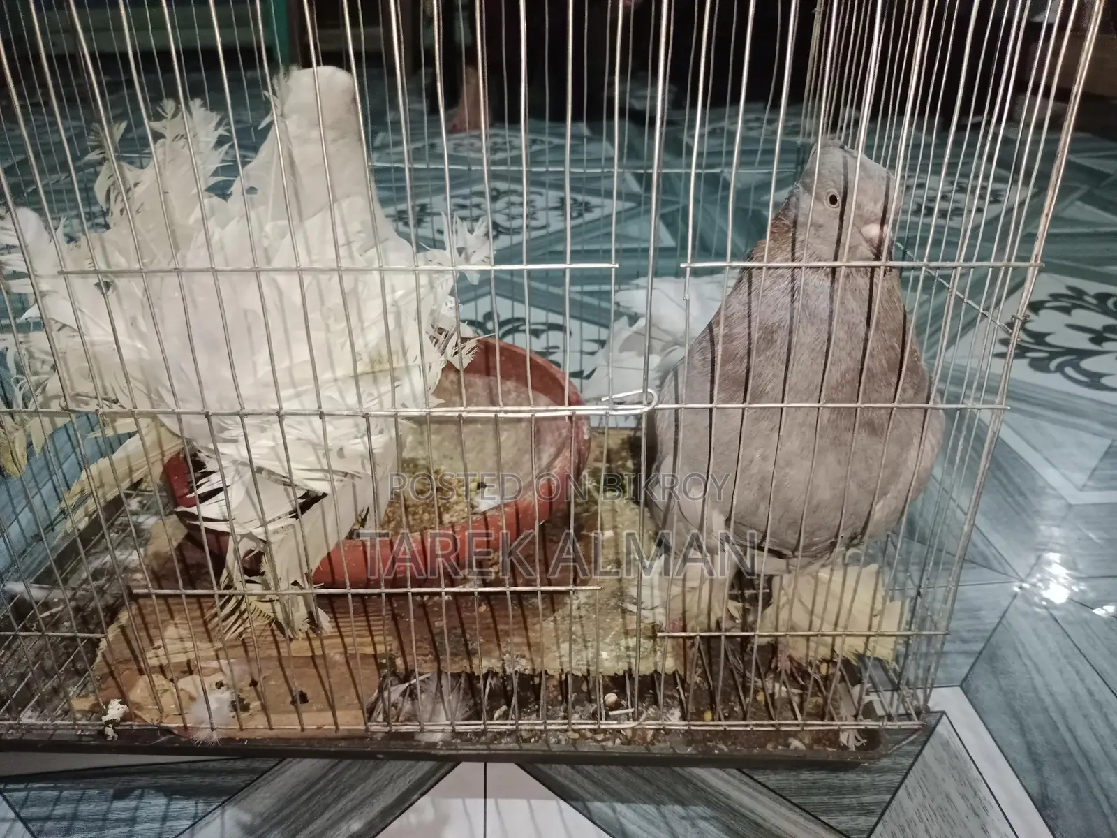 Pigeon / কবুতর