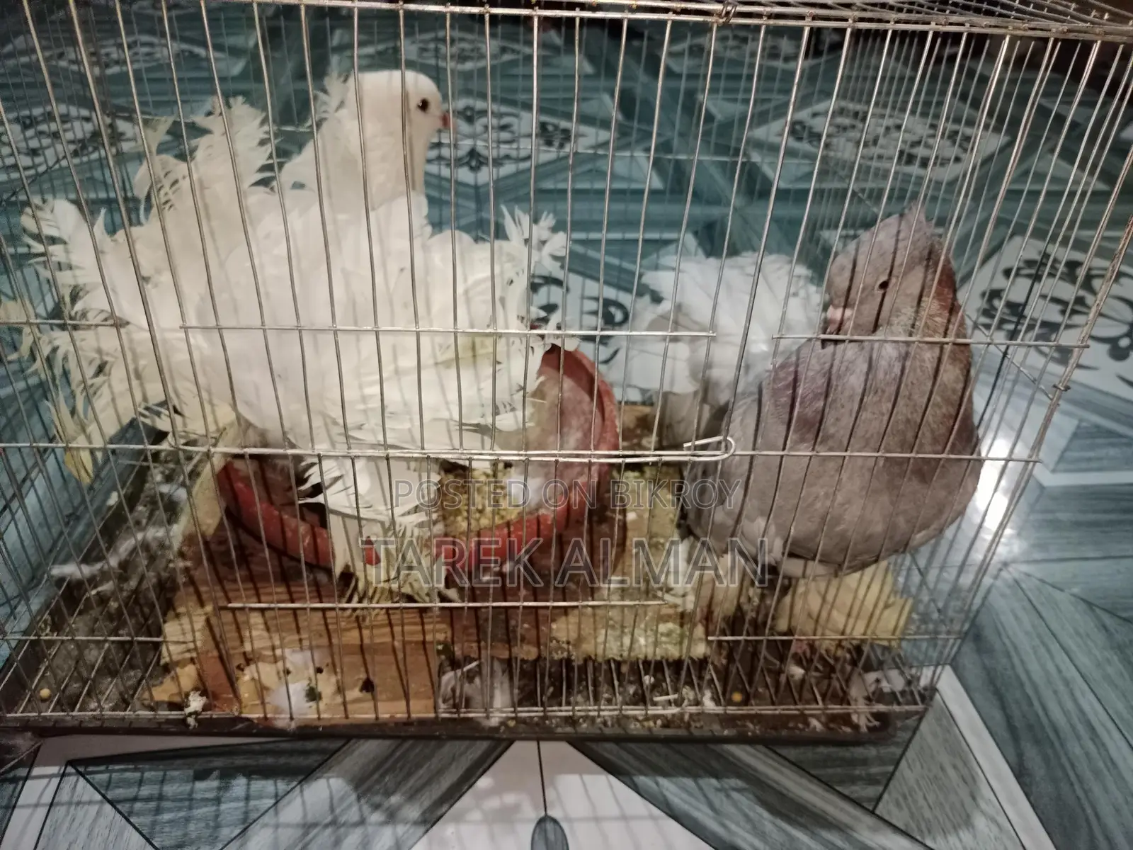 Pigeon / কবুতর