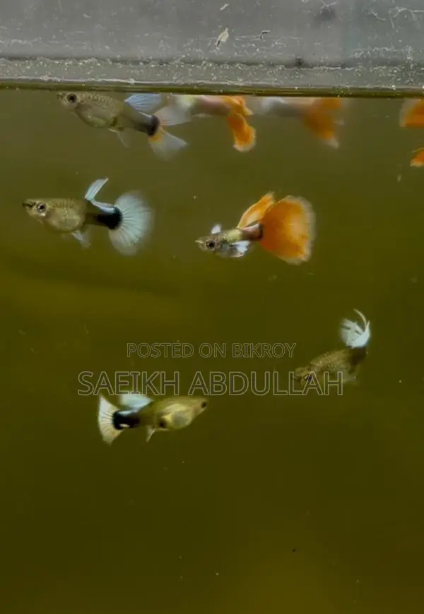 Santa Claus guppy fish jora