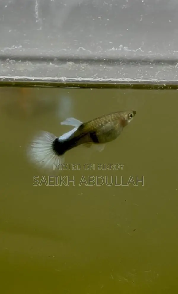 Santa Claus guppy fish jora