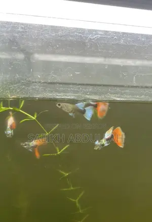 Santa Claus guppy fish jora