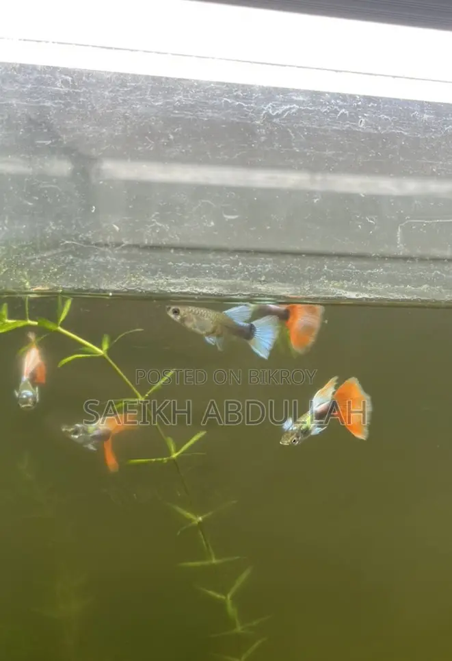 Santa Claus guppy fish jora