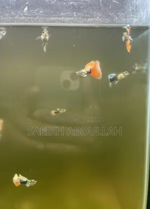 Santa Claus guppy fish jora