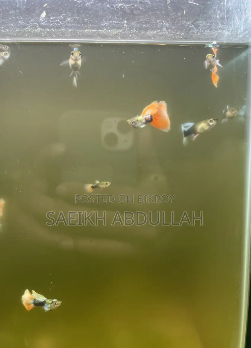 Santa Claus guppy fish jora