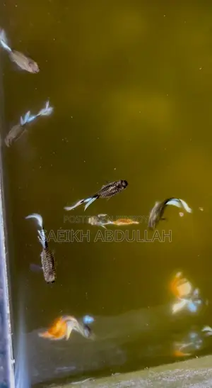 Santa Claus guppy fish jora