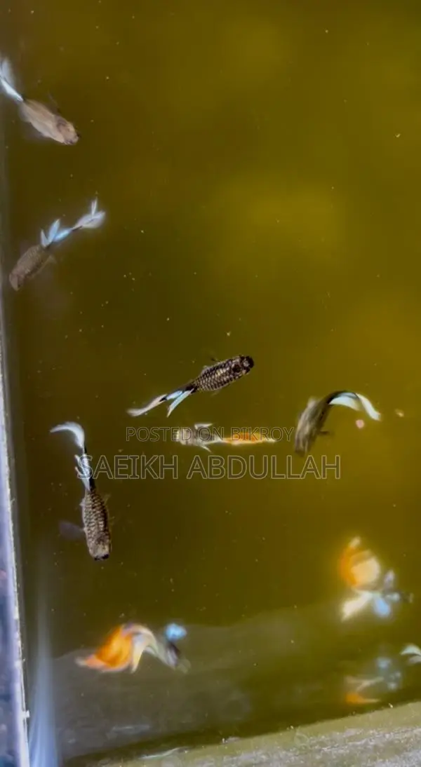 Santa Claus guppy fish jora