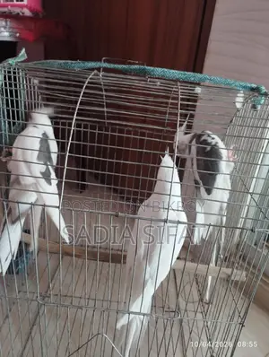 Cockatiel Bird
