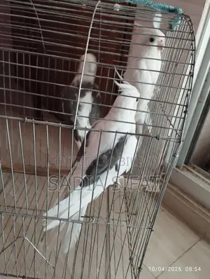 ককাটেল পাখি