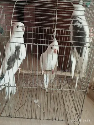 ককাটেল পাখি