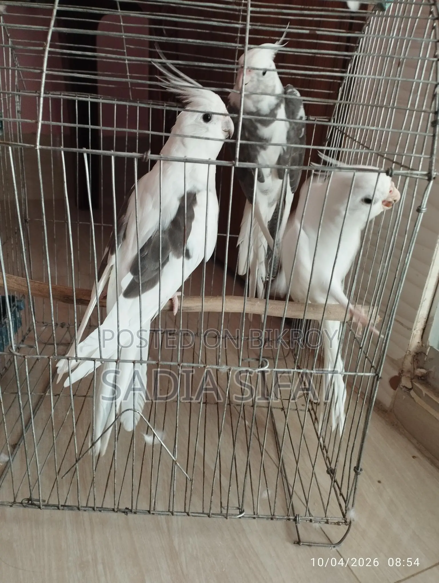ককাটেল পাখি